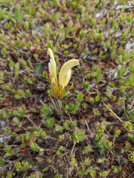 Imagem de Pedicularis capitata Adams.