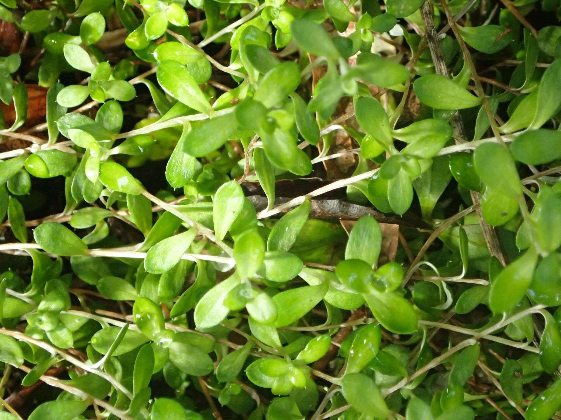 Image de Helichrysum filicaule Hook. fil.