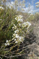 Imagem de Gypsophila struthium subsp. hispanica (Willk.) G. López González