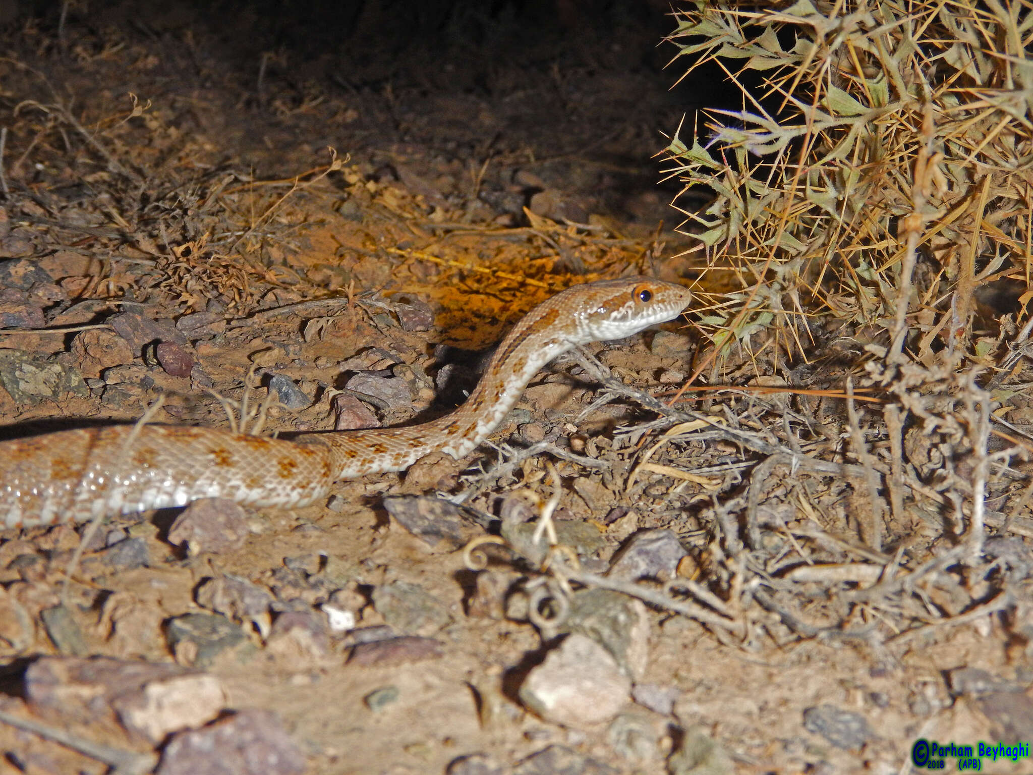 Image of Spalerosophis diadema schirazianus (Jan 1863)