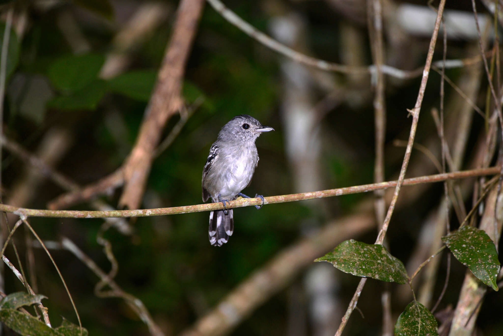 Image of Sooretama Slaty Antshrike