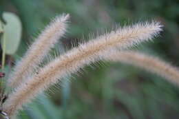 Image of Elephant Grass