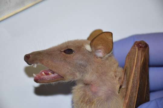 Image of Gambian Epauletted Fruit Bat