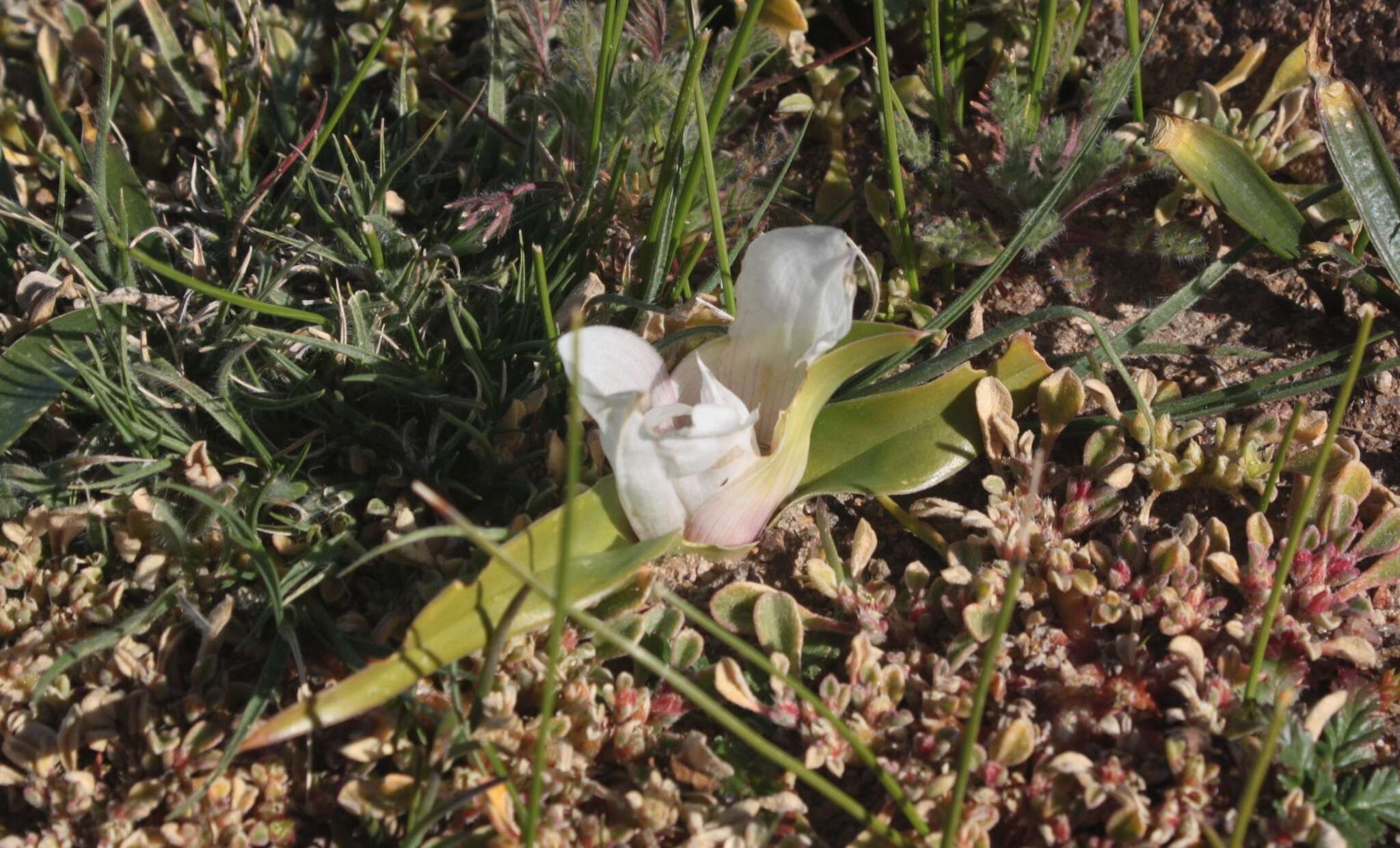 Image of Androcymbium ciliolatum Schltr. & K. Krause