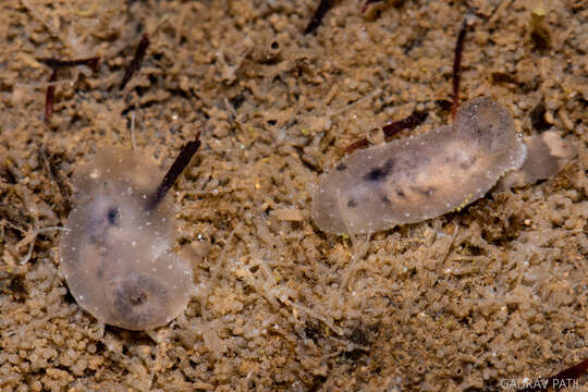 Image of Hallaxa albopunctata Gosliner & S. Johnson 1994