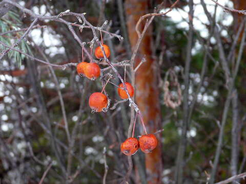 Imagem de Malus baccata (L.) Borkh.