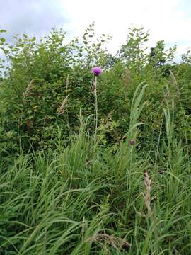 صورة Cirsium maackii Maxim.