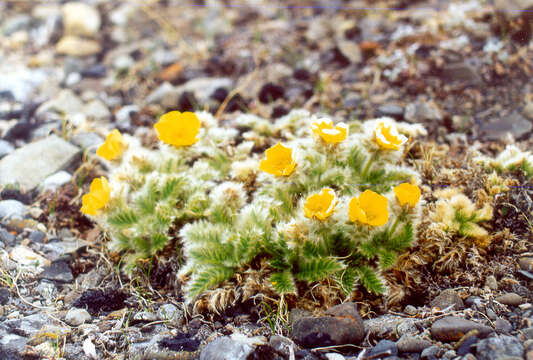 Слика од Geum glaciale J. E. Adams ex Fisch.