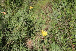 Oenothera affinis Camb. resmi