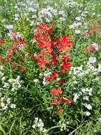 Image of royal catchfly