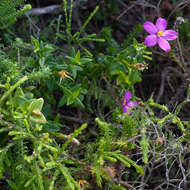 Imagem de Chironia melampyrifolia Lam.