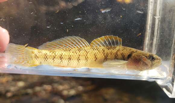 Image of Slabrock darter