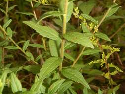 Image of wrinkleleaf goldenrod