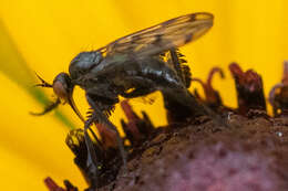 Image of Empis clausa Coquillett 1895