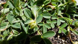 Image of Potentilla montana Brot.