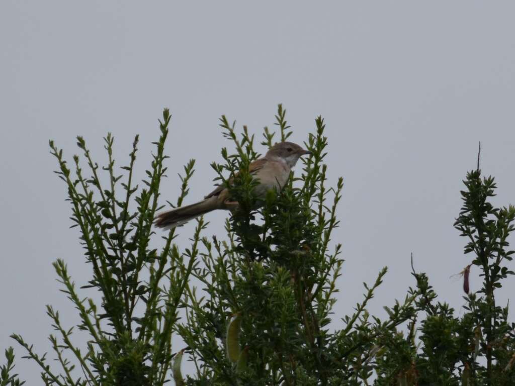 Image of Common Whitethroat