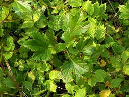 Image of Ribes procumbens Pall.