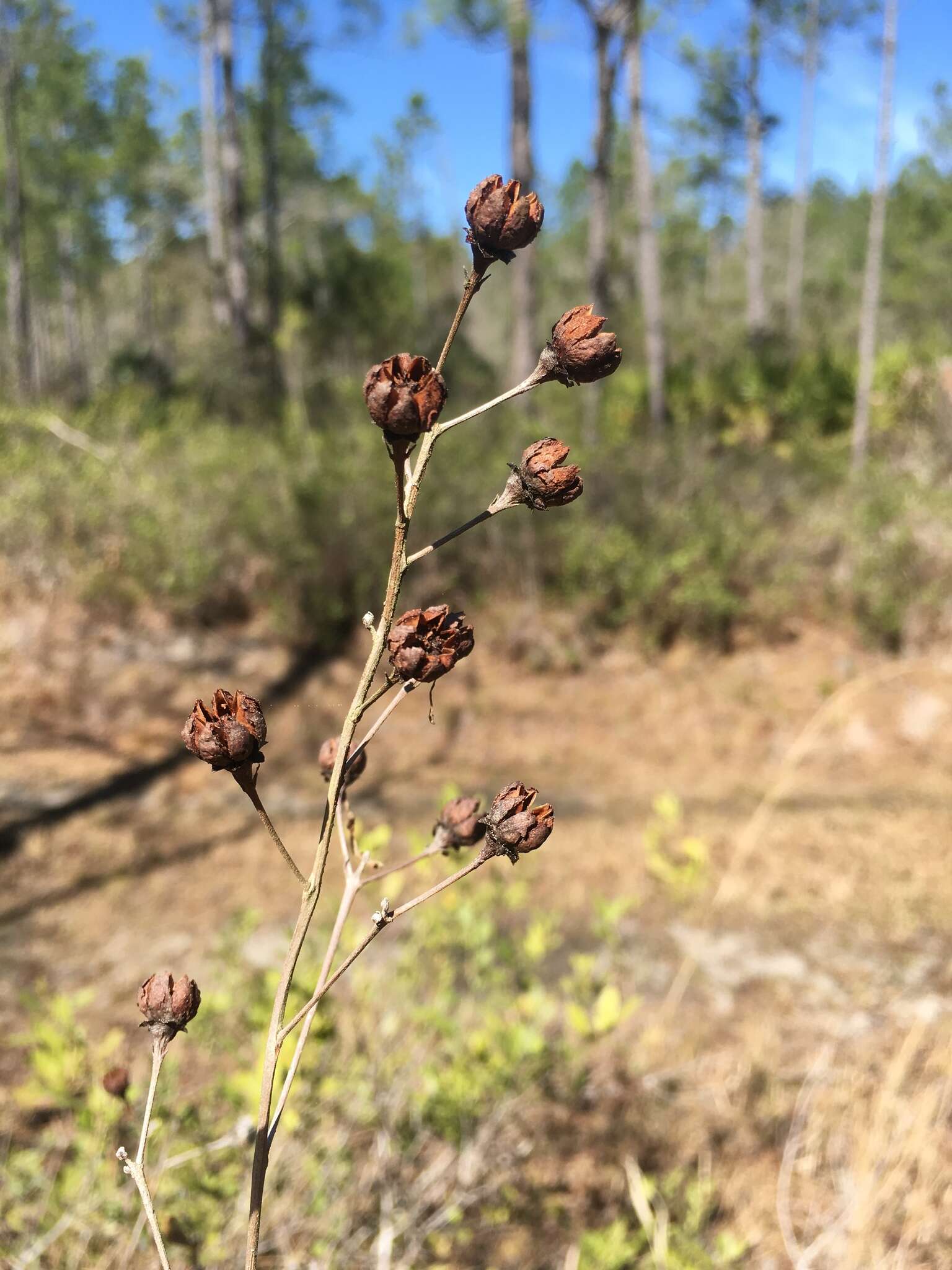 Image of flyweed