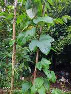 Sivun Vigna unguiculata subsp. sesquipedalis (L.) Verdc. kuva