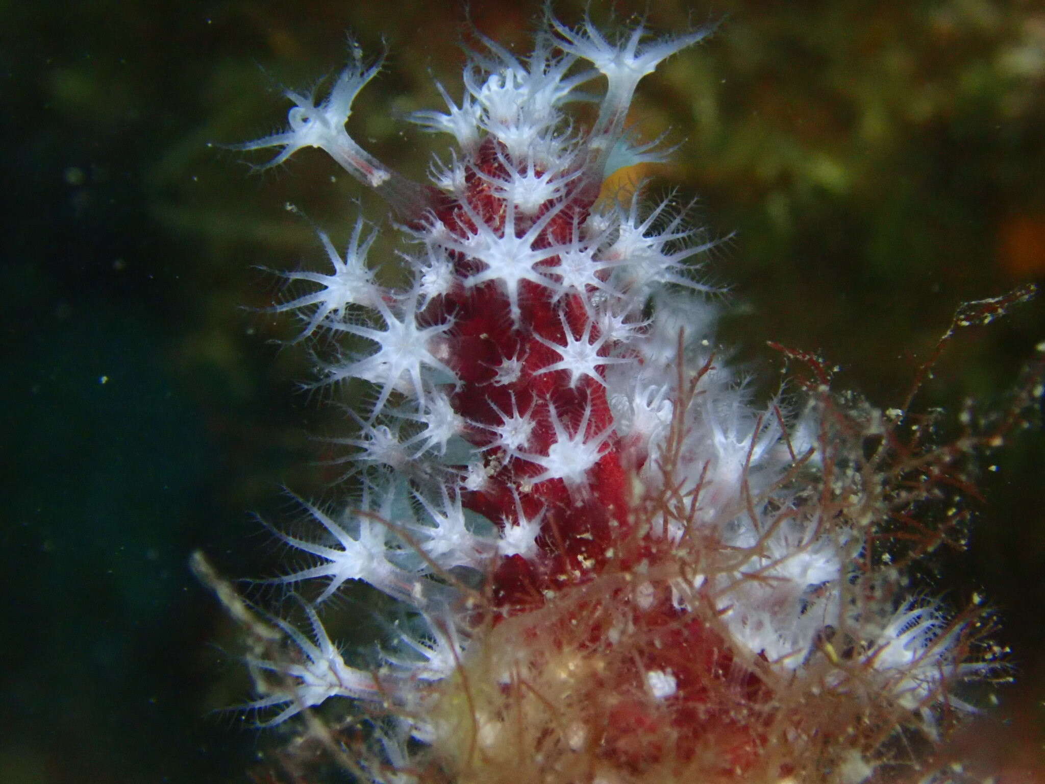 Imagem de Alcyonium acaule Marion 1878