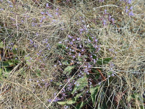 Limonium narbonense Miller resmi