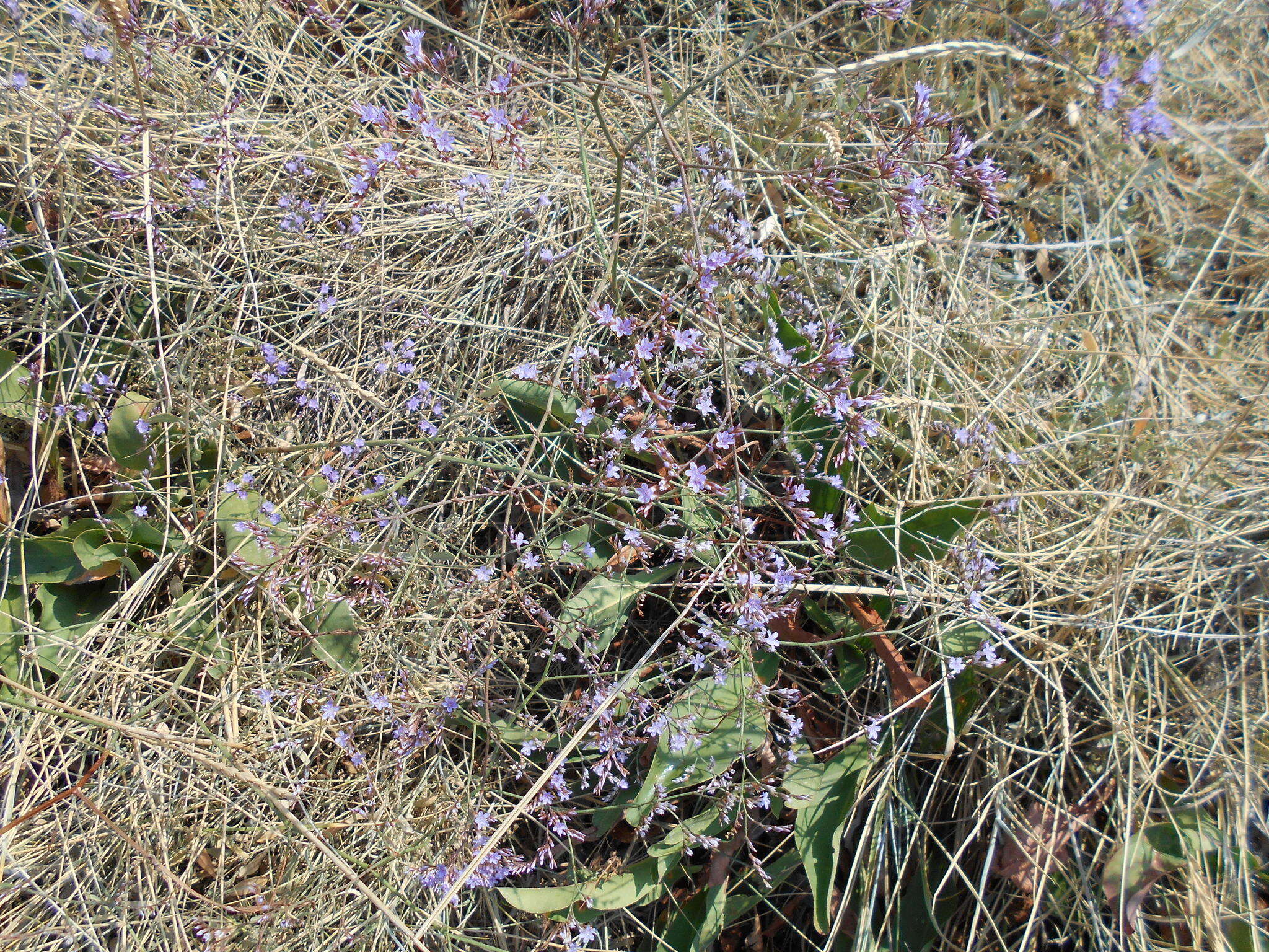 Plancia ëd Limonium narbonense Miller