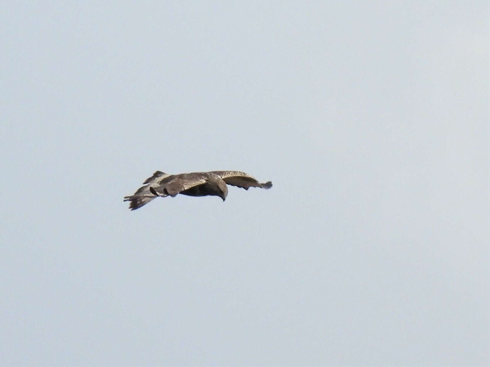 Imagem de Buteo lagopus lagopus (Pontoppidan 1763)