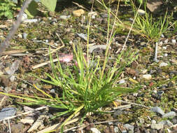 Image of Annual Meadow Grass