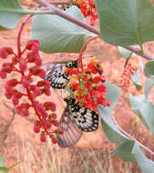 Image of Grevillea wickhamii Meissn.