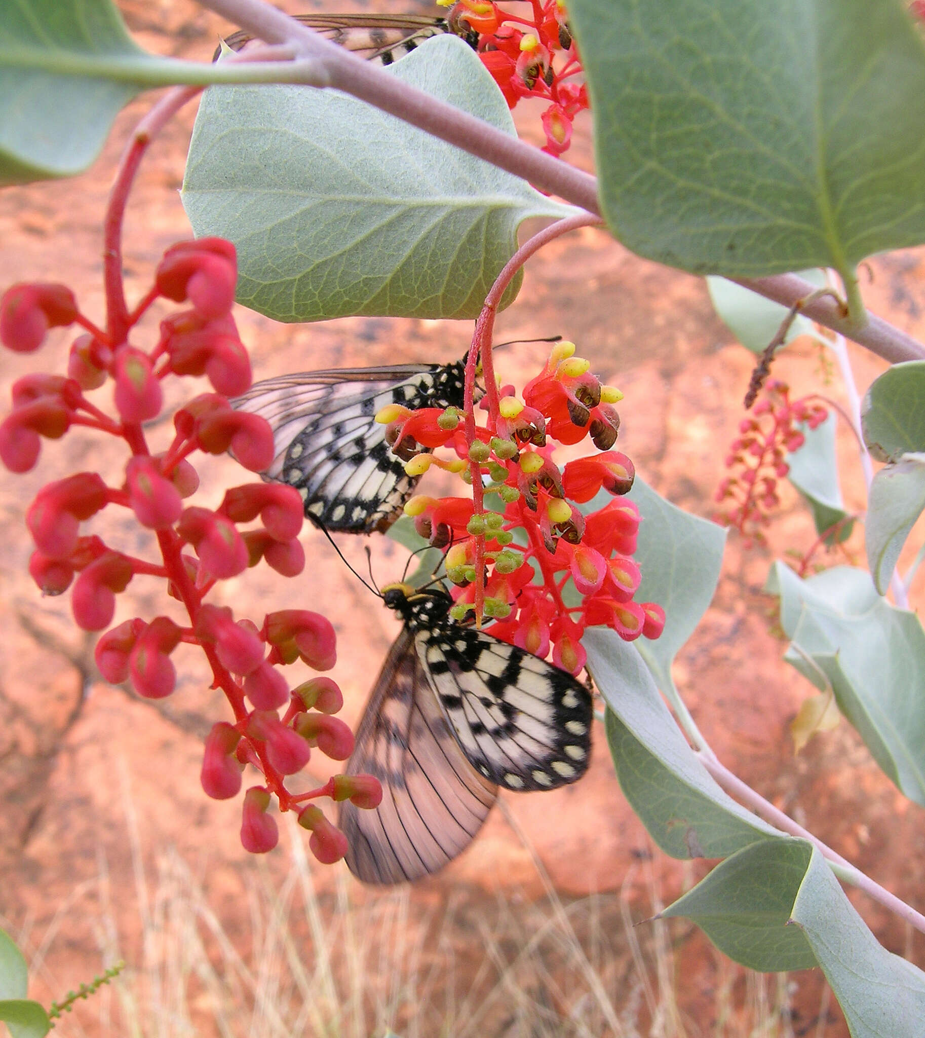 Image of Grevillea wickhamii Meissn.