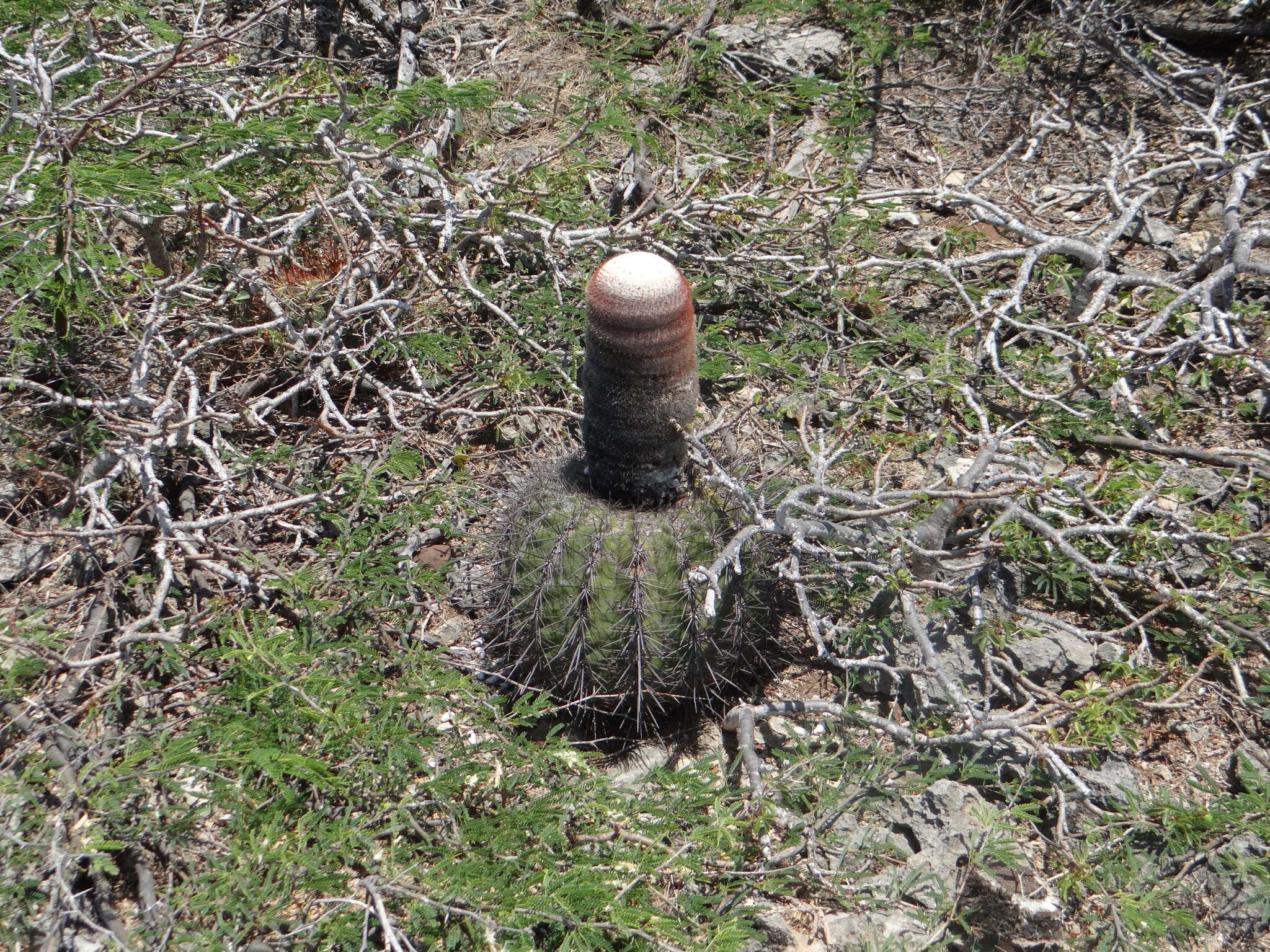 Image of Melocactus macracanthos (Salm-Dyck) Link & Otto