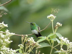 Image of Snowy-bellied Hummingbird