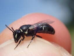 Hylaeus signatus (Panzer 1798) resmi