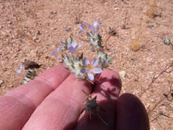 Image de Eriastrum eremicum subsp. yageri (M. E. Jones) Mason