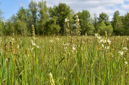 Imagem de Camassia leichtlinii subsp. leichtlinii