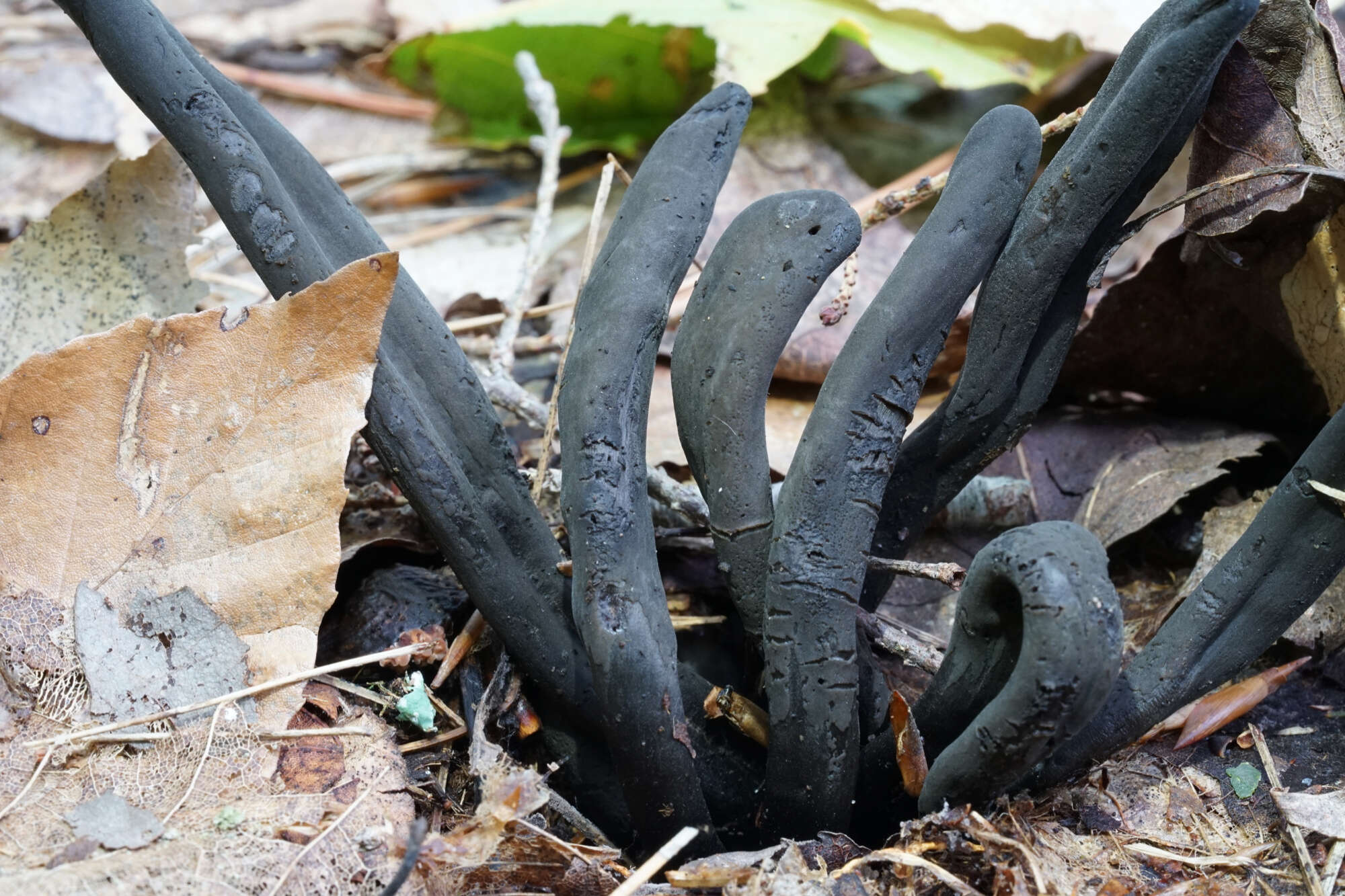 Image of Dark purple earth tongue