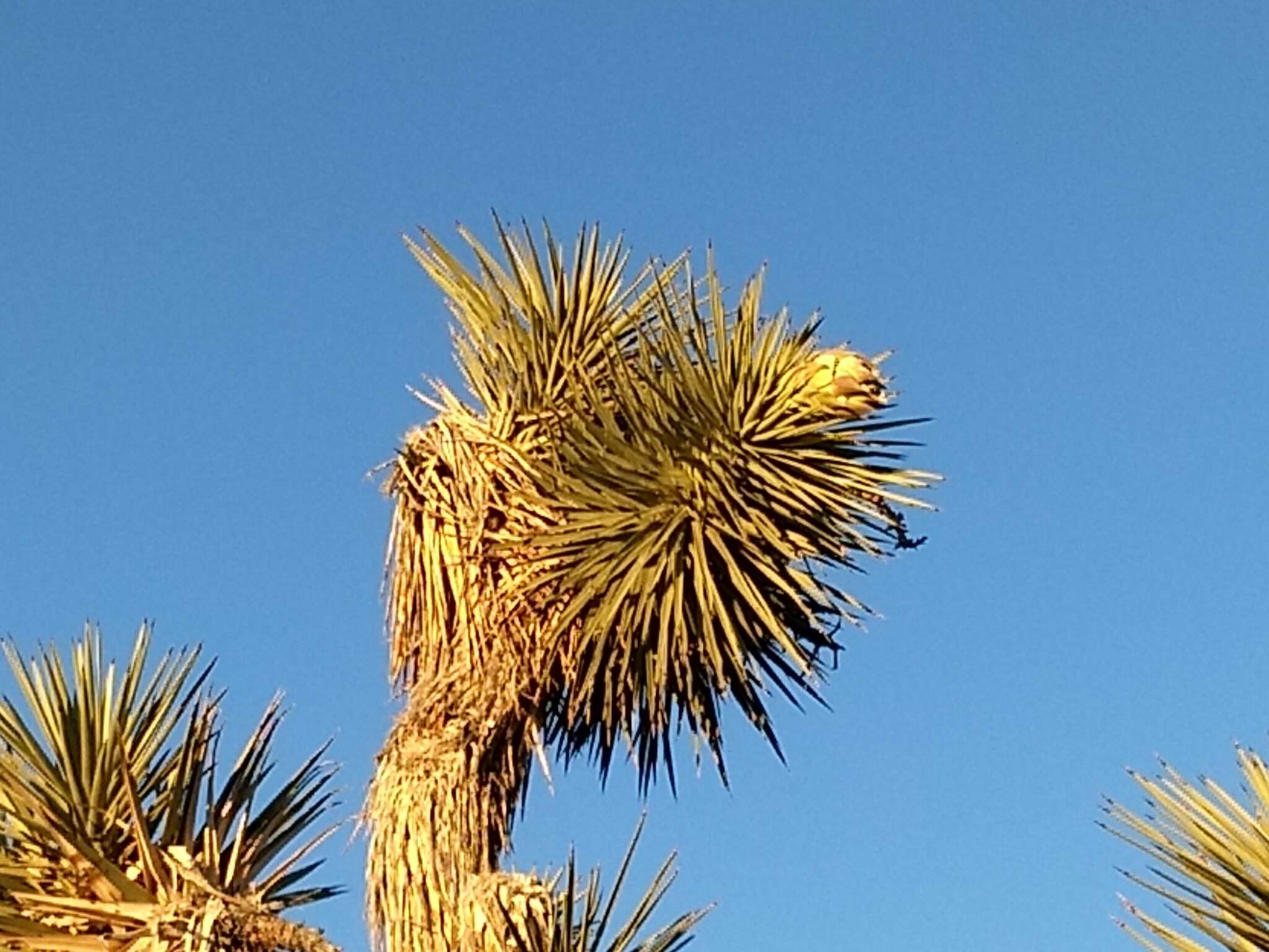 Слика од Yucca brevifolia var. brevifolia