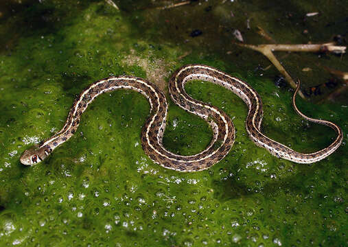 صورة Thamnophis marcianus marcianus (Baird & Girard 1853)