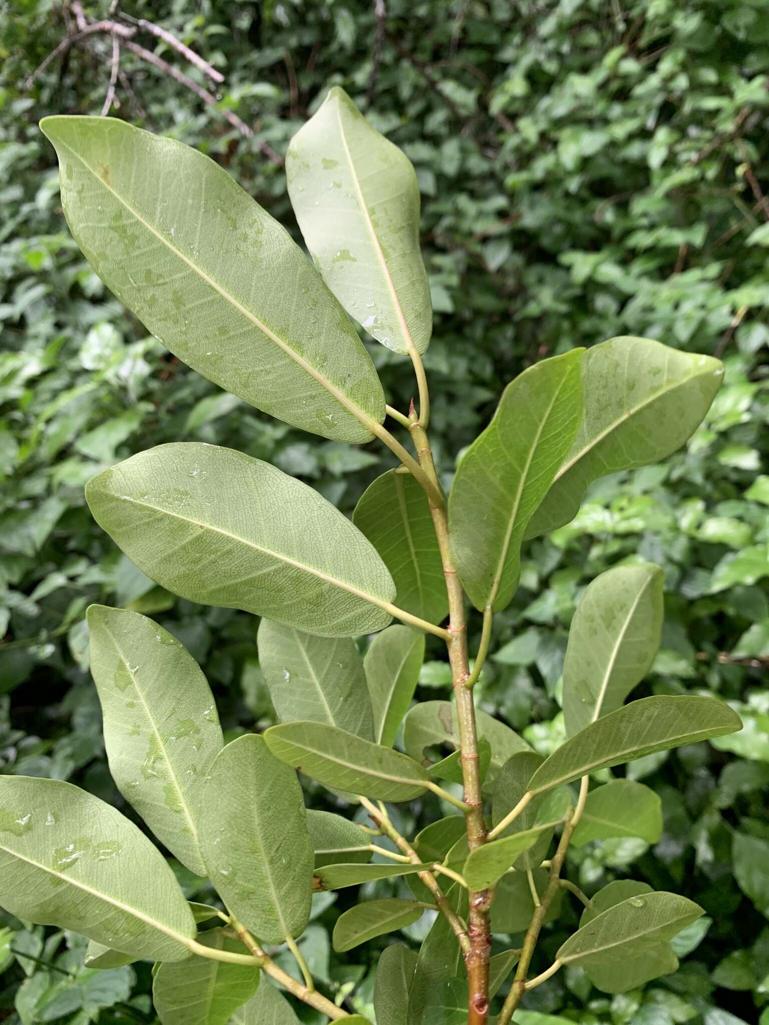 Imagem de Ficus craterostoma Warb. ex Mildbr. & Burr.