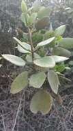 Image of Kalanchoe bracteata S. Elliot