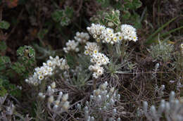 Imagem de Helichrysum gofense Cufod.