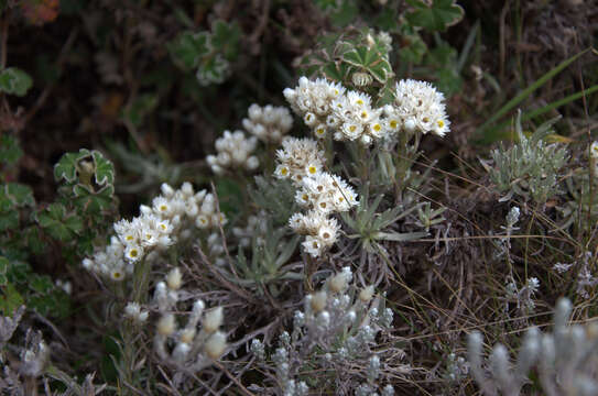 Image of Helichrysum gofense Cufod.