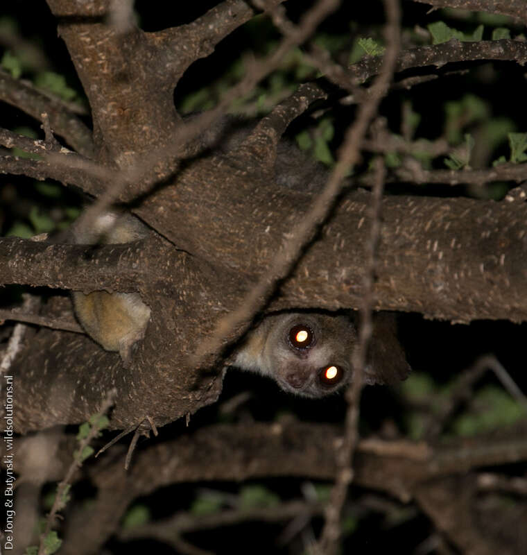 Image of Galago senegalensis braccatus Elliot 1907