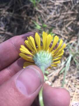 Image de Hymenoxys bigelovii (A. Gray) K. F. Parker