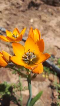 Image de Ornithogalum maculatum Jacq.