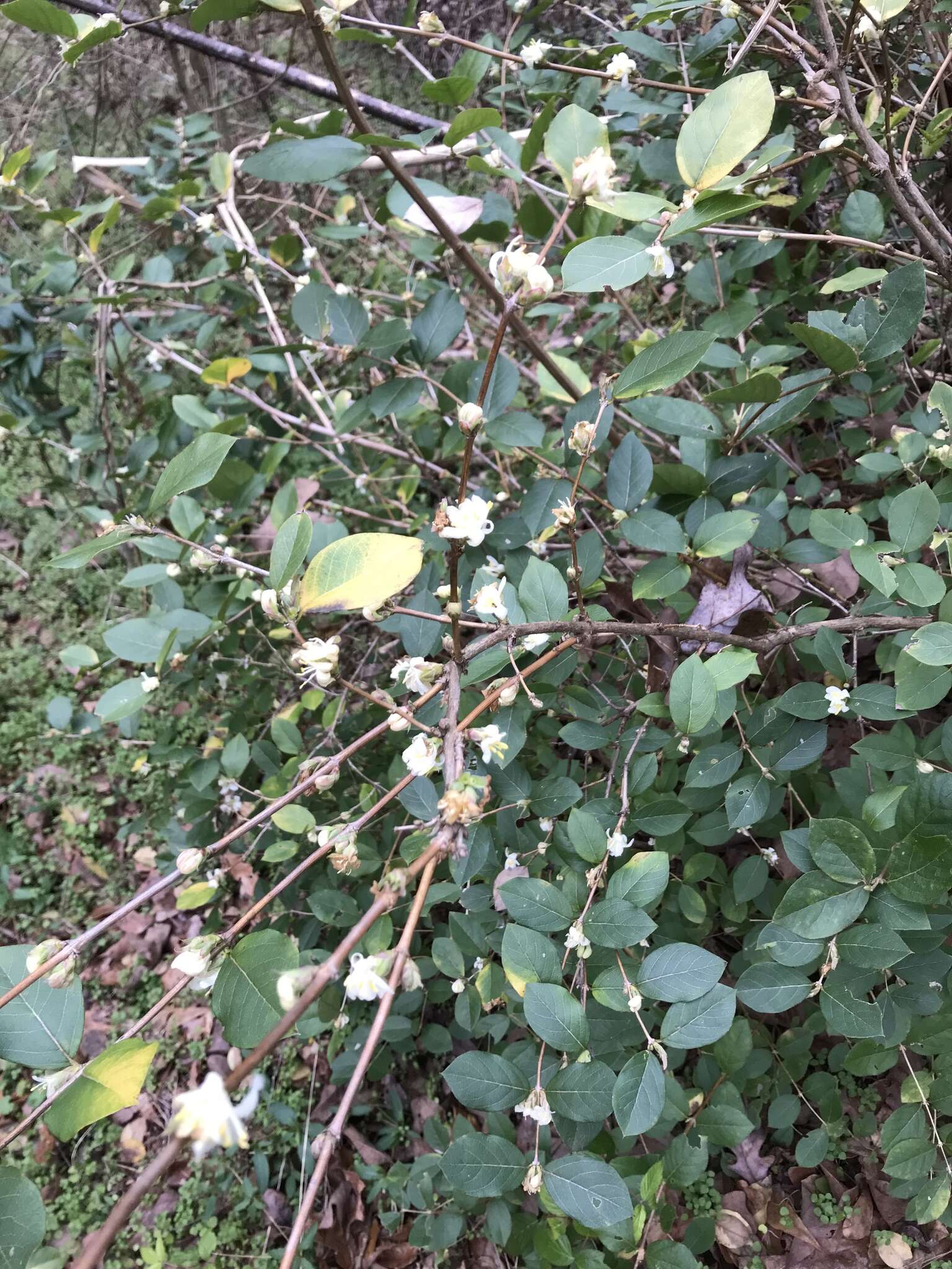 Imagem de Lonicera fragrantissima Lindl. & Paxt.