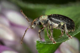 Plancia ëd Phyllobius (Parnemoicus) viridicollis (Fabricius 1792)