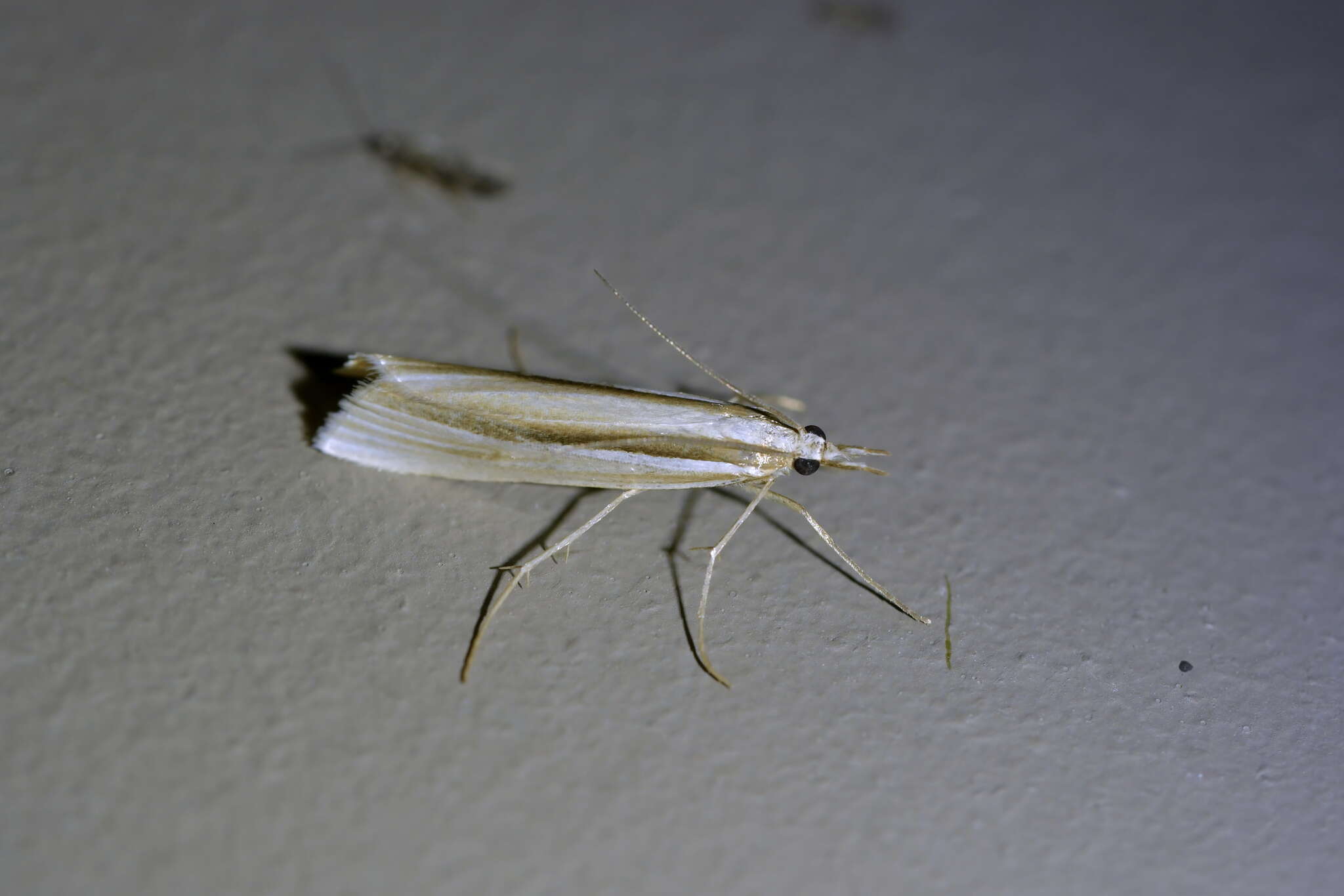 Imagem de Orocrambus ramosellus Doubleday 1843