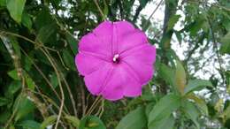 Image of Ipomoea dumosa (Benth.) L. O. Wms.