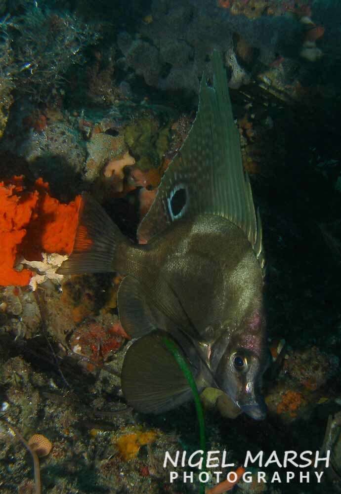 Image of Hutchin&#39;s boarfish